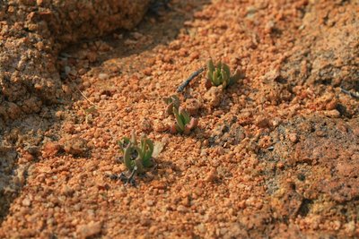 Namibia 2009 0571 (Hereroa puttkameriana, 5 km SW Tiras-Farm, UTM 658170, 7100120).jpg