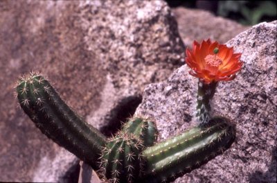 K640_obscuriensis.JPG
