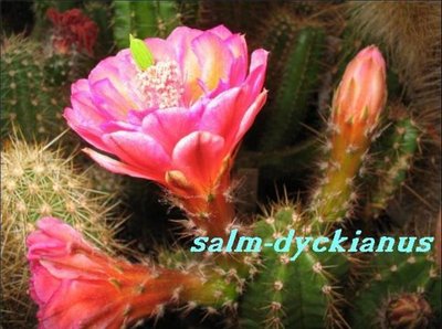 K640_salm-21.JPG