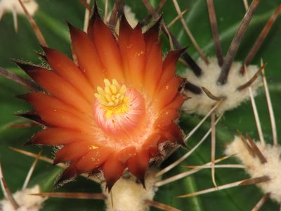 IMG_4683.jpeg (78.93 KiB) 10780 mal betrachtet Fero flavovirens