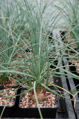 Calibanus hookeri 1,5 Jahre.JPG