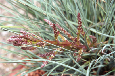 C. hookeri Infl. jung.jpg (104.04 KiB) 24343 mal betrachtet Junger Blütenstand, Dia gescannt