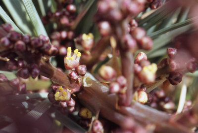 C. hookeri männl. Blüte 1.jpg (76.38 KiB) 24343 mal betrachtet Männliche Blüte, Dia gescannt