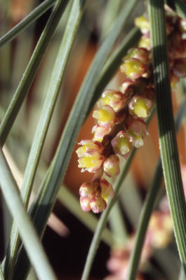 C. hookeri weibl. Blüte 1.jpg (74.86 KiB) 24343 mal betrachtet Weibliche Blüte, Dia gescannt