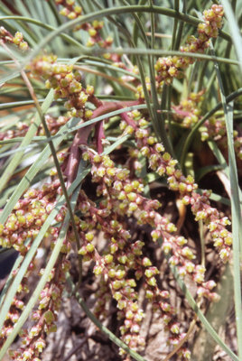 C. hookeri weibl. Blütenstand 1.jpg (130.98 KiB) 24343 mal betrachtet weiblicher Blütenstand, Dia gescannt