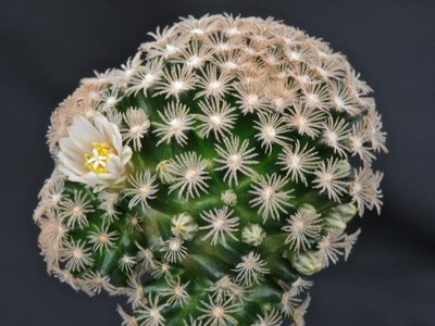 ca 9 Monate alte Mammillaria roemeri auf Pereskiopsis