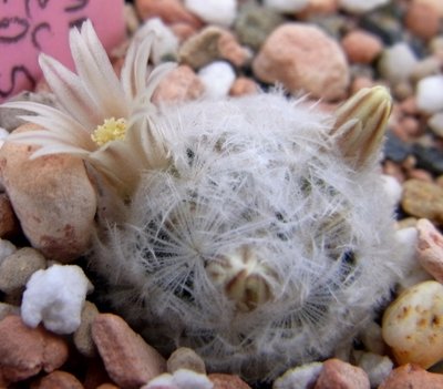 Mammillaria spec. SB 500 - Kopie.JPG