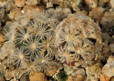 IMG_0054.jpeg (121.28 KiB) 9069 mal betrachtet Mammillaria roemeri