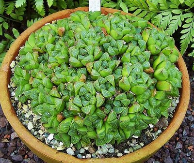 Haworthia mirabilis (8a).jpg